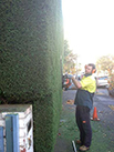 man cutting a hedge