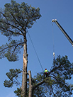 man pruning a large tree