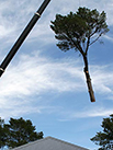 crane carrying a branch