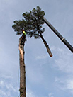 crane carrying a branch