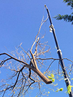 crane carrying a branch