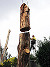 large stump removal