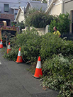 cones around some branches