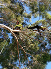 man in a tree