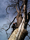 man pruning a tree