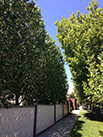 hedge outside a house