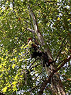 man hanging in a tree