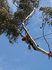 man in a tree