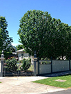 house and a hedge