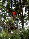 man in a tree