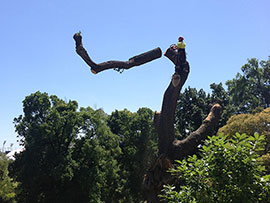 assured tree care tree removal