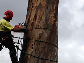 assured tree care man cutting down tree