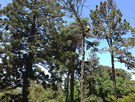 assured tree care man high up in the trees