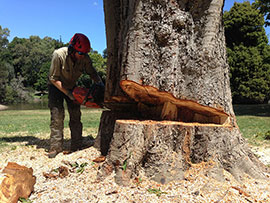 assured tree care man cutting down the tree from the ground