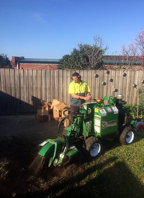 the large 1.2 meter stump removal process at Assured Tree Care