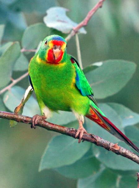 The Swift Parrot