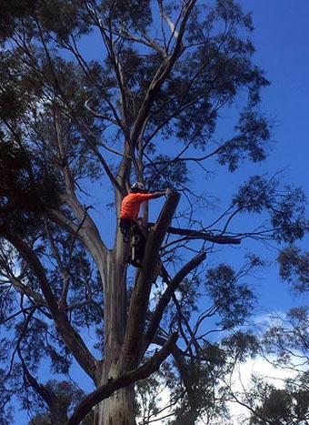 An Assured Tree Care member up a tree carving out hollows