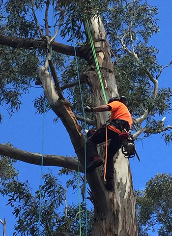 Troy from Assured Tree Care carving out hollows in the trees for swift parrot to nest in