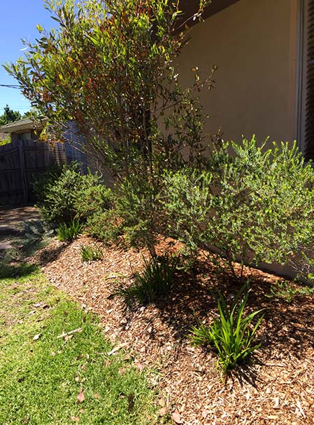 A well kept garden by assured tree care and regular tree pruning