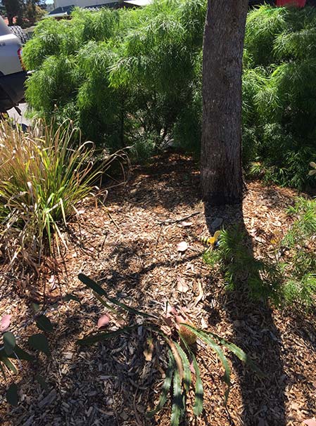 Assured tree care healthy garden with mulch and regular tree pruning