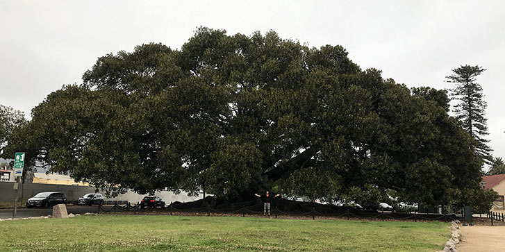 man standing in front of a big tree