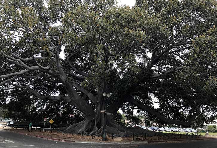 Picture of a big tree