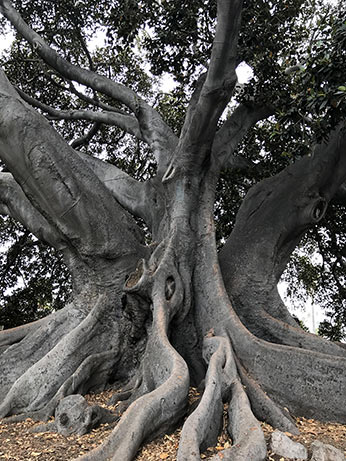 Assured tree care extravagant tree trunck