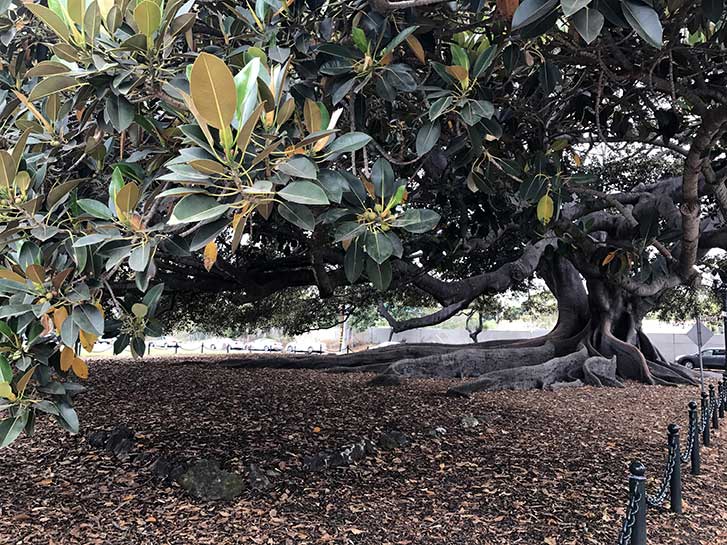 Assured tree care, canopy of a large tree