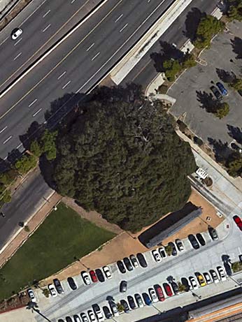 Birds eye view of large tree