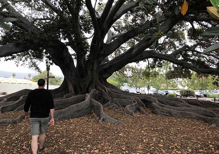 Man walking in the canopy of a large tree