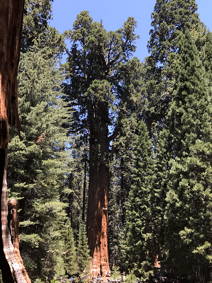 View from the bottom of the general sherman tree