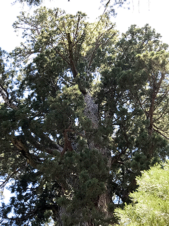 View from the bottom of the general sherman tree