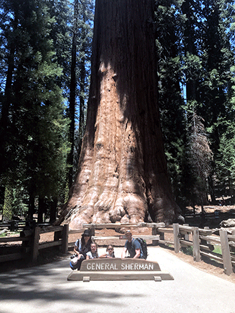 View from the bottom of the general sherman tree