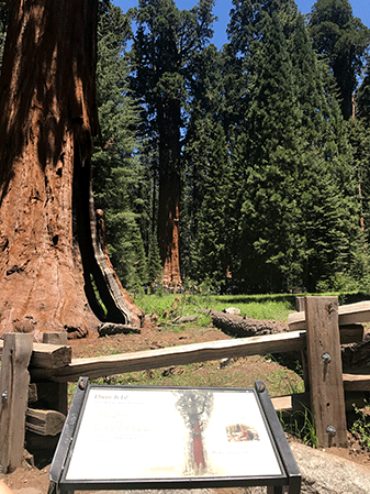 View from the bottom of the general sherman tree