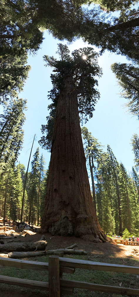 View from the bottom of the general sherman tree