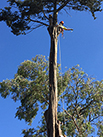 man in a tree