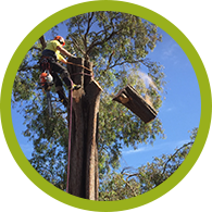 tree removal icon