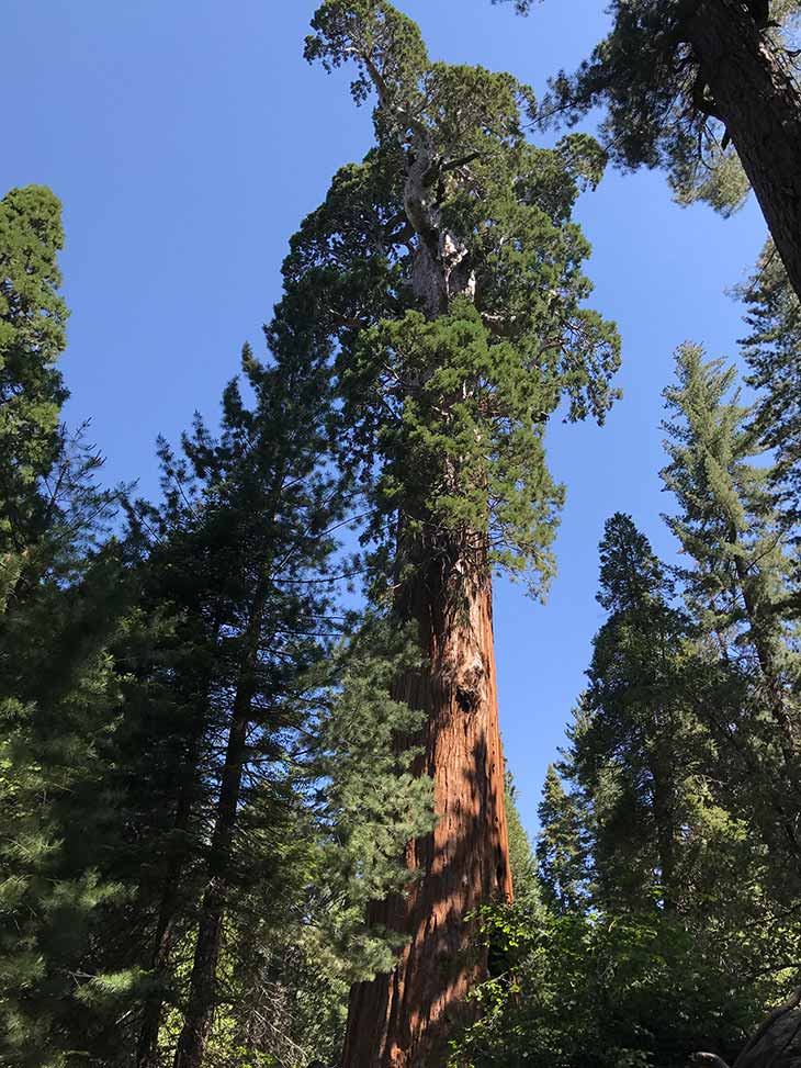 General Sherman Tree