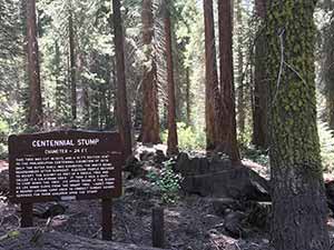 Centennial Stump