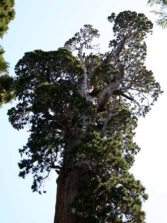 The top of the general grand tree