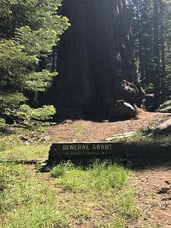 The general grand tree sign