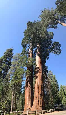 Twin sisters tree