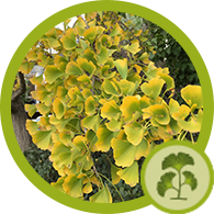 plant health icon