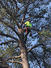 man in a tree