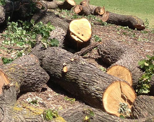 mess of logs left behind