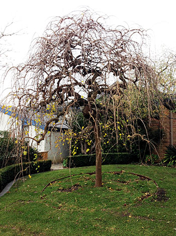 An image of a pruned tree