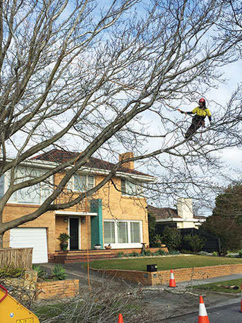 Man suspended in tree