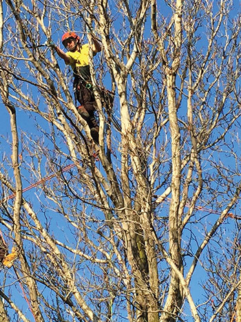 Man up high in a tree