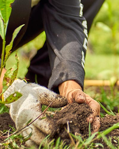 Hands working the soil