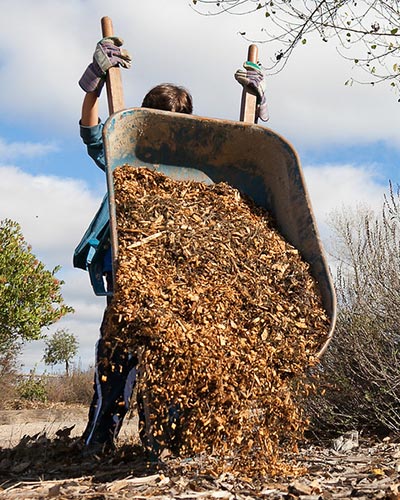 man emptying a wheelbarrow of mulch